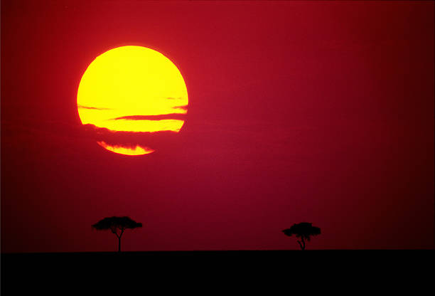 istock Lone trees in the flat plains at sunset, Masai Mara 547438212