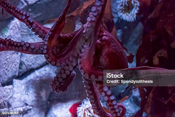 Octopus Tentacles And Suckers Stock Photo - Download Image Now - Animal, Animal  Family, Animals In Captivity - iStock