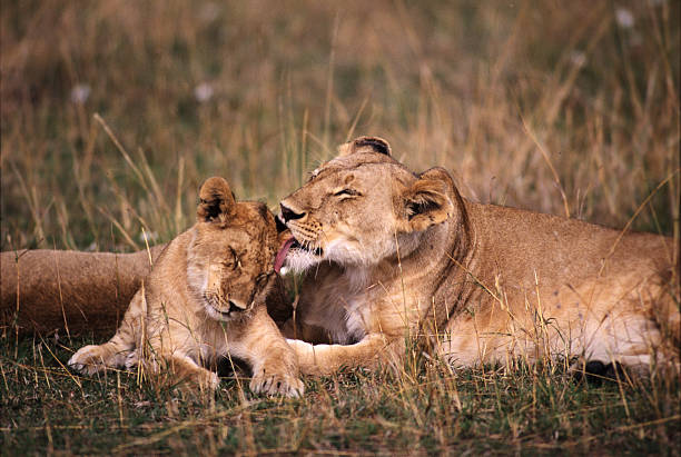 istock Lioness with cub, Masai Mara Game Reserve, Kenya 547438790