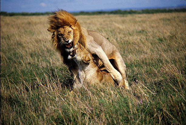 istock Lions mating, Masai Mara Game Reserve, Kenya 547438848