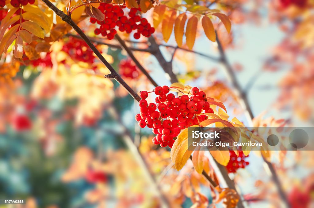 Autumn rowan tree with red berries Autumn rowan tree with red berries and colorful leaves. Selective focus Autumn Stock Photo