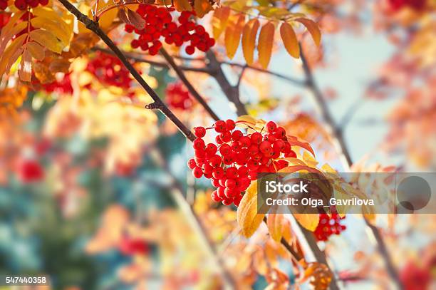 Autumn Rowan Tree With Red Berries Stock Photo - Download Image Now - Autumn, Backgrounds, Beauty In Nature