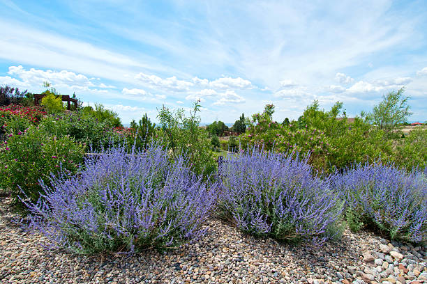 sábio russo - perovskia atriplicifolium - desert landscaping - fotografias e filmes do acervo