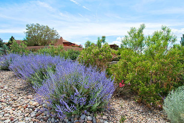 istock Russian Sage - Perovskia atriplicifolium 547440948