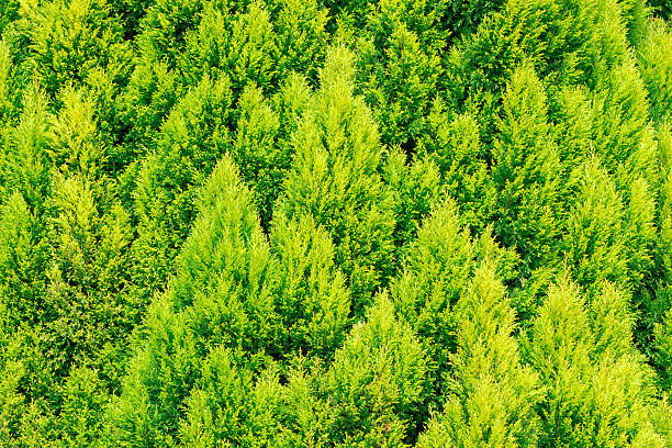 istock Thuja green texture natural background. close up. 547441202