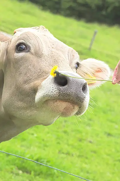 Cow on pasture, smelling the flower.