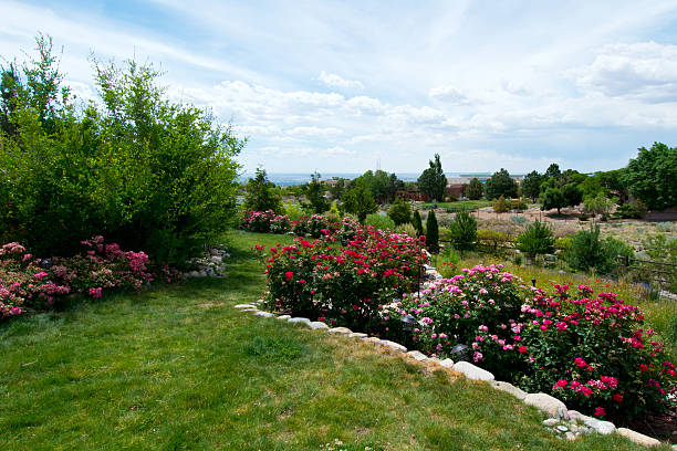 istock Beautiful Lush Back Yard Rose Garden 547442184