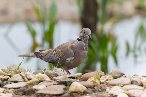 Eurasian collared dove