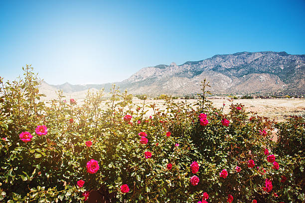 istock Southwestern Landscape with Sandia Mountains 547442926