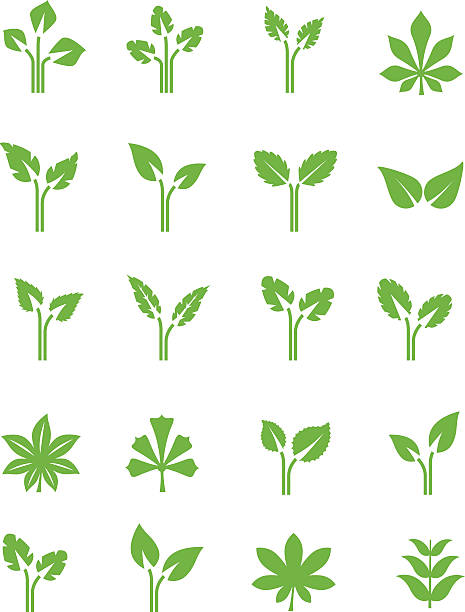 illustrations, cliparts, dessins animés et icônes de jeu d’icônes plantes - abstract leaf curve posing