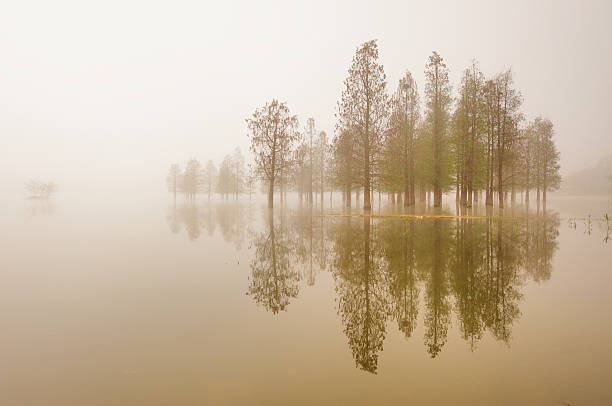 silencio - spring forest scenics wetland fotografías e imágenes de stock