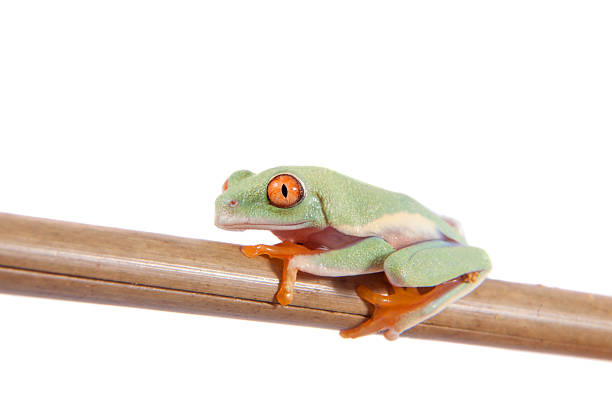 istock Beautiful red eyed tree frogling on white background 547444688