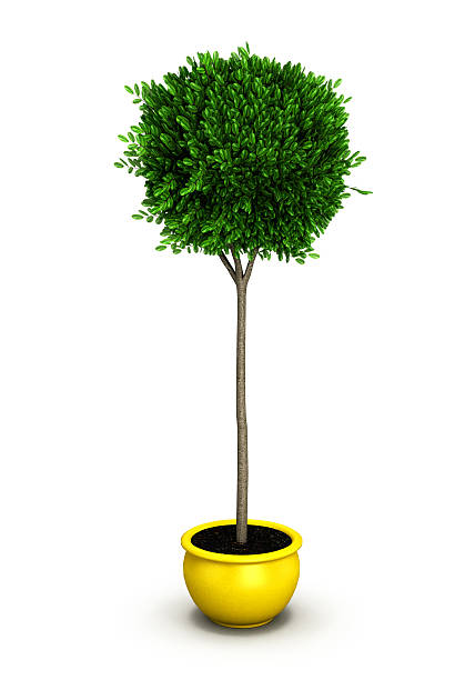 istock Plant in yellow pot isolated on white background.3D illustration 547445034