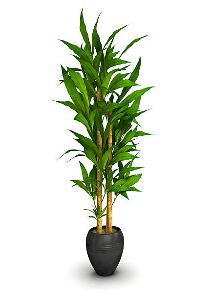 istock Plant in black pot isolated on white background.3D illustration. 547445064
