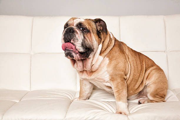 istock Bulldog Sitting On Couch 547445368