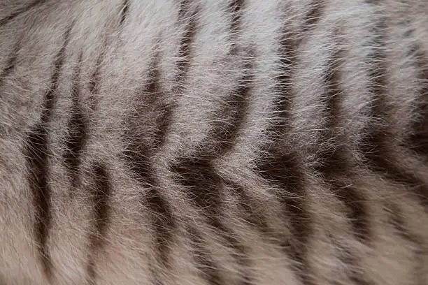 Bengal tiger texture