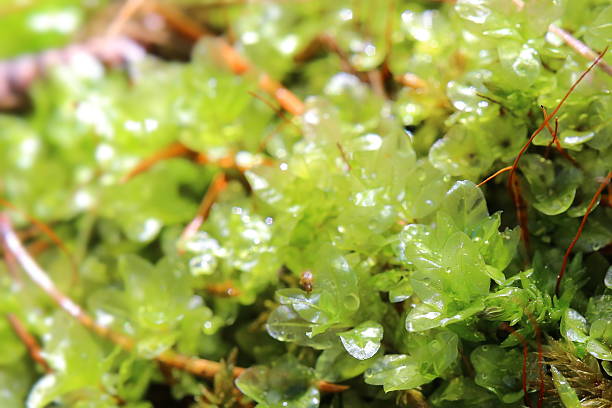 istock Transparent leaves of Rhizomnium punctatum, also called dotted thyme-moss 547446332