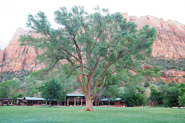 istock Zion National Park, Utah, USA 547447036