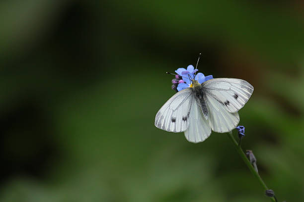 istock Cabbage white butterfly in front of a green background 547447694