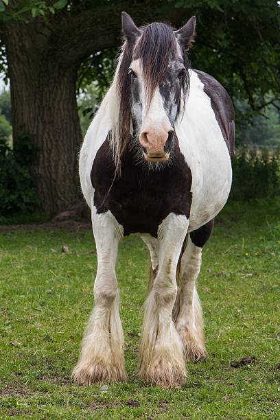 istock Black and white gypsy tinker horse 547448854