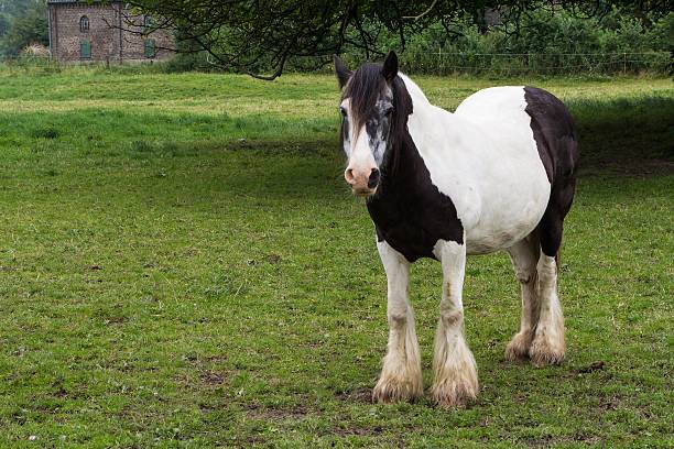 istock Black and white gypsy tinker horse 547448878