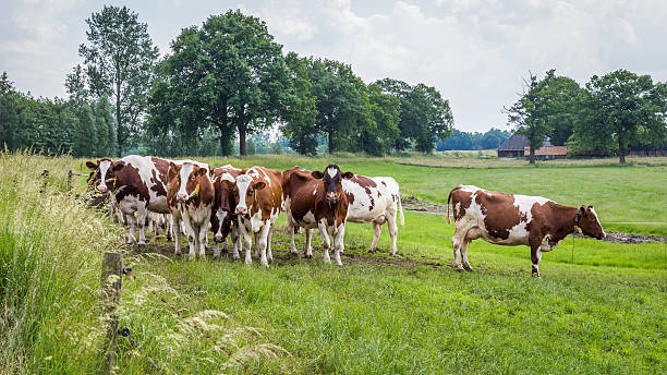istock Brown white cows in the field 547448948