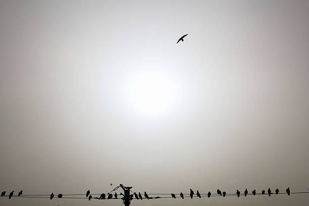 aves en la plaza taksim - phoneline fotografías e imágenes de stock