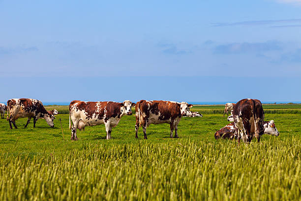 Cows in Normandy Cows in Normandy. Normandy. Normandy, France normandy photos stock pictures, royalty-free photos & images