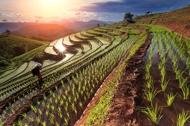 istock Rice fields on terraced at Chiang Mai, Thailand 547493390