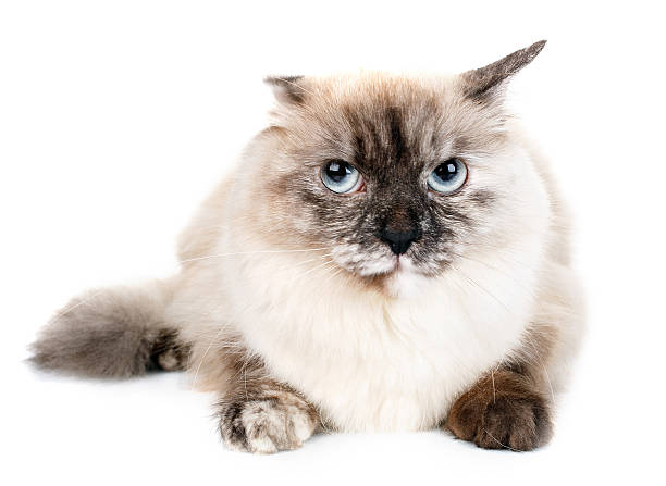 istock gray cat with blue eyes on a white background 547494522