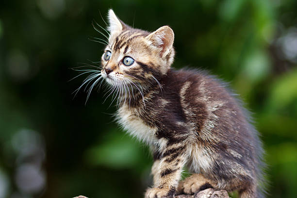 istock stripes  brown cute kitten sitting on a stump 547494932