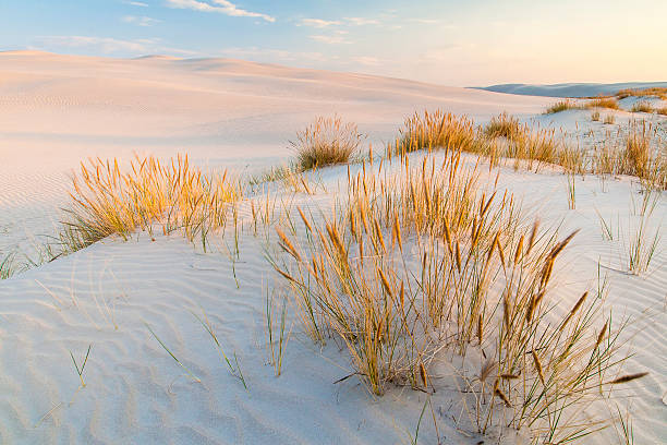 istock beautiful view of the coastal dunes 547495084