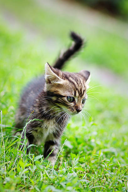 istock brown stripes cute kitten walking on the grass 547495110