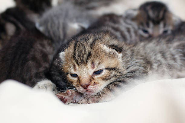 istock small children gray-brown kittens 547495294
