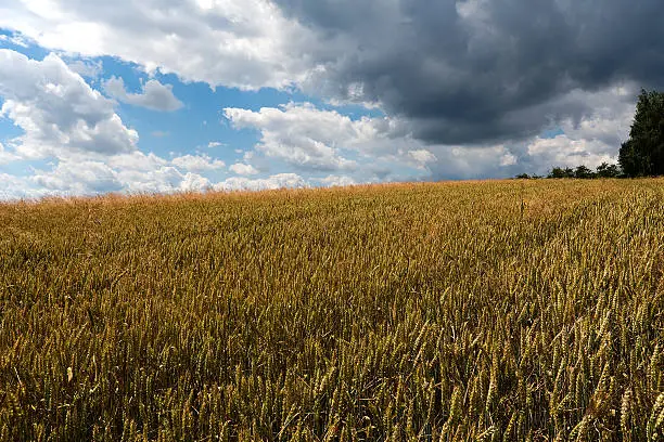 Wheat filed in Bolechowice (Poland)