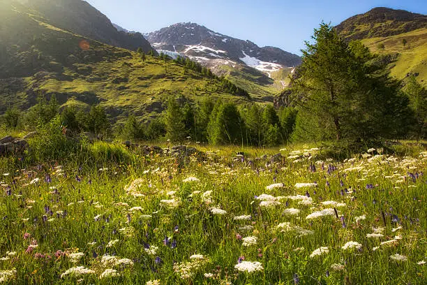Sun over Alpine Summer pastures covered in wild flowers. Mountains can be seen in the background. The image was taken near the village of Saas-Fee in Switzerland.