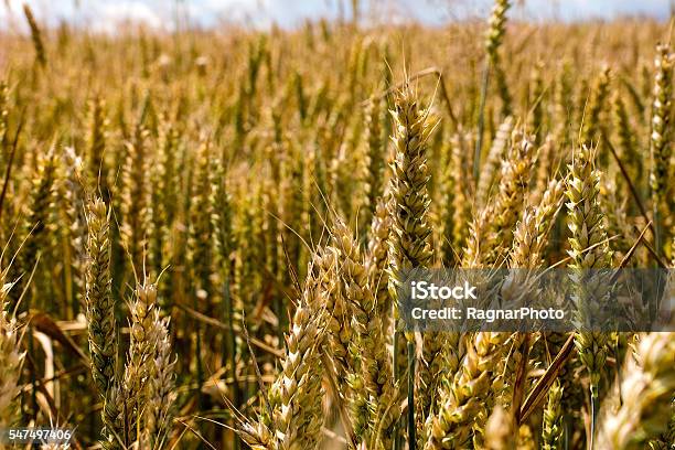 Wheat Field Stock Photo - Download Image Now - Agricultural Field, Agriculture, Cereal Plant