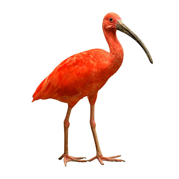 istock Red bird scarlet ibis 547498226