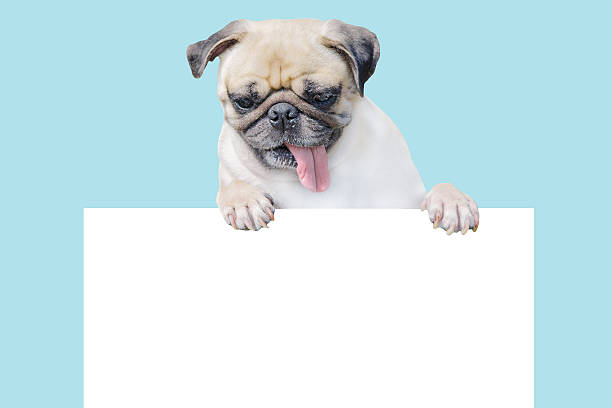 istock pug dog above banner look down with copy scape 547498504
