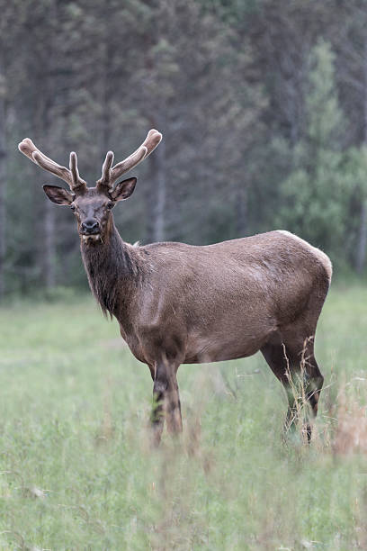 istock Bull Elk in Velvet 547498532