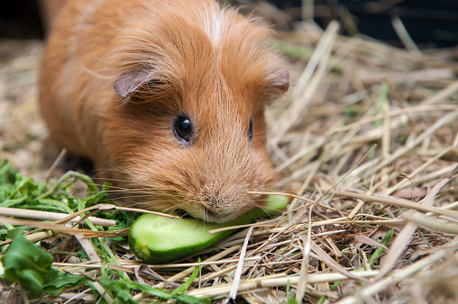 Cute red guinea pig eating cucumber. Close up.