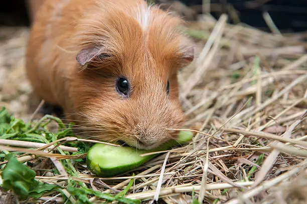 Photo of Red guinea pig eating cucumber