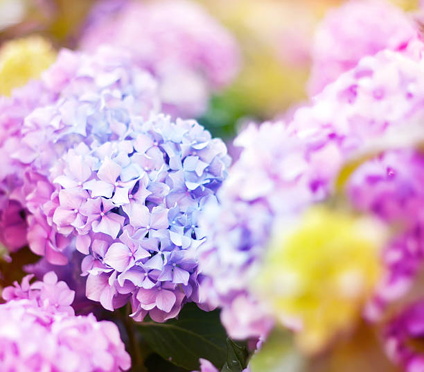 istock Soft blurred flowers of a pink hydrangea 547498802
