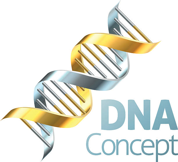 ilustrações de stock, clip art, desenhos animados e ícones de double helix dna genetics strand concept - dna helix helix model symmetry