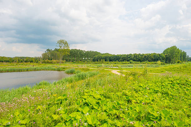 istock The shore of a lake in summer 547501718