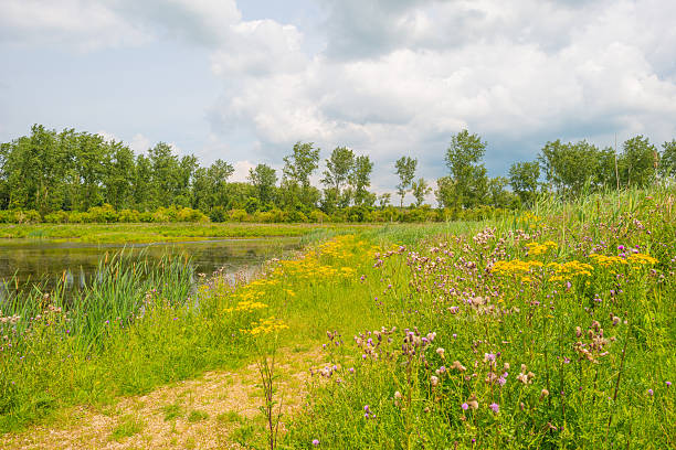 istock The shore of a lake in summer 547501868