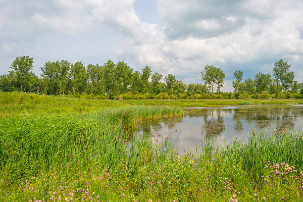 istock The shore of a lake in summer 547502070