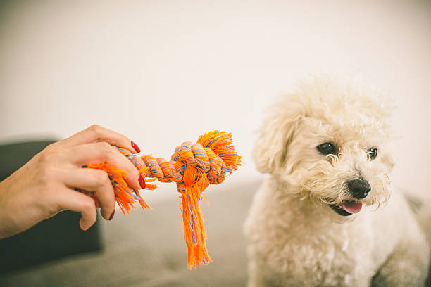istock Dog play game with rope toy 547502566
