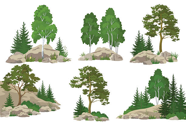 Landscapes with Trees and Rocks Set Landscapes, Coniferous and Deciduous Trees, Pine, Fir Tree, Birch, Flowers and Grass on the Rocks, Isolated on White Background. Vector Deciduous Tree stock illustrations