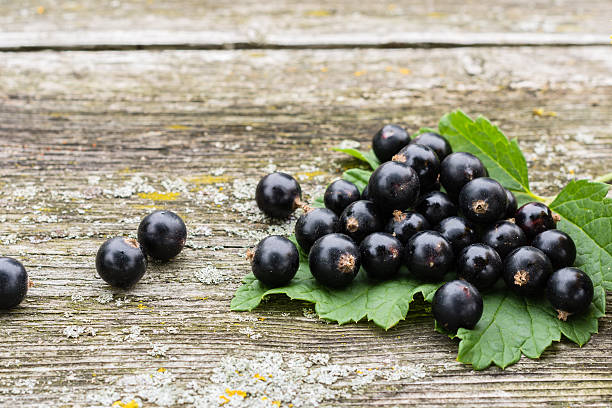 istock Black currants on the green blackcurrant bush leaf 547502972
